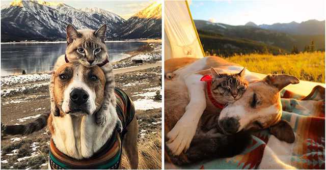 Rescue Dog And Cat