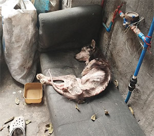 He Was Just Days from D.eath—Then Strangers Refused to Let This Forgotten Elephant D.i.e Alone
